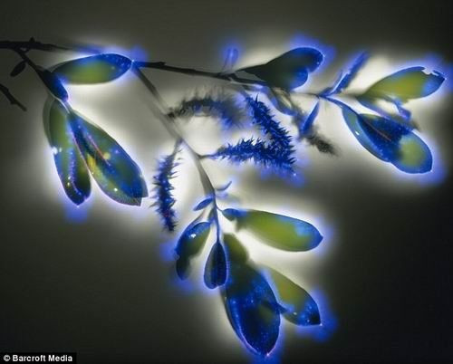 摄影师花费10年时间拍摄植物通电瞬间 - 小AB - 小AB的博客