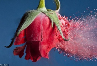 暴力的美:子弹击穿鲜花和水果的瞬间