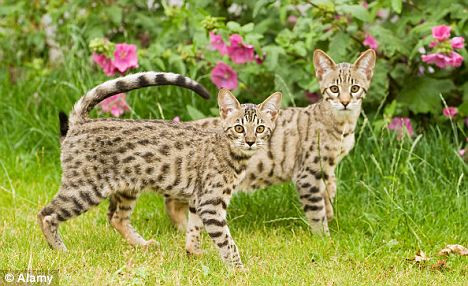 超级猫是家猫与体型更大的非洲或南美野猫杂交后的混血儿，现在已经成为一些宠物爱好者的宠儿。
