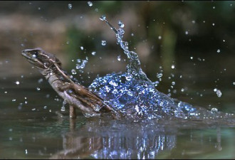 南美蜥蜴高超本领:急速奔跑上演水上漂