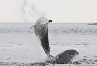 抓拍:两海豚跃出海面捕鱼的追逐大戏