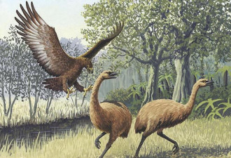 揭秘:曾统治天空的五种远古飞行动物