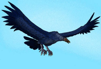 揭秘:曾统治天空的五种远古飞行动物