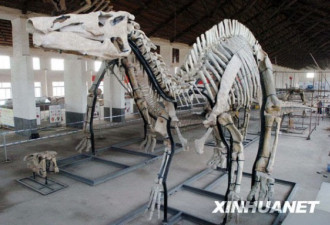 探访:山东出土世界最大的恐龙化石长廊