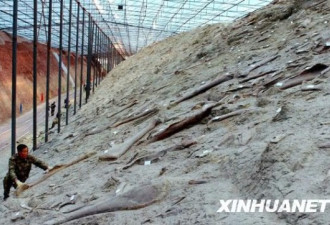 探访:山东出土世界最大的恐龙化石长廊