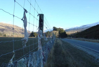 胸罩奇观 新西兰牧场围栏的从众杰作