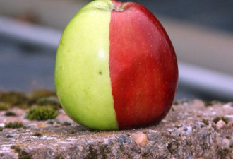 英国种出半红半绿苹果 几率百万分之一