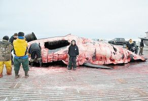 美国一9岁小学生成功猎杀一10米巨鲸