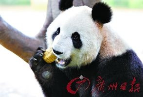 大开眼界:大熊猫们为争月饼竟大打群架
