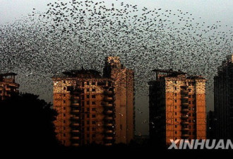 万只椋鸟在武汉上空飞翔 场面蔚为壮观