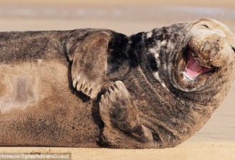 可爱的动物们:摄影师抓拍大笑的海豹