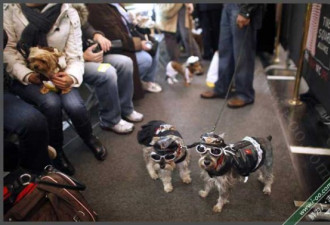 狗狗万圣节巡游:穿奇装异服的动物们