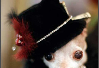狗狗万圣节巡游:穿奇装异服的动物们