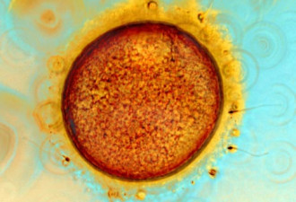 最佳医学摄影揭晓:显微照展示人工受精