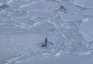加国少年打猎困浮冰 射杀北极熊获救