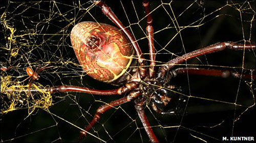科技时代_非洲发现巨型蜘蛛能结直径近1米金色蛛网(图)