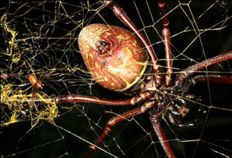 非洲巨型蜘蛛能结直径近1米的金色蛛网