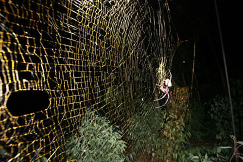 科技时代_非洲发现巨型蜘蛛能结直径近1米金色蛛网(图)