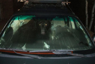美国一黑熊钻车内偷食 车门关上出不来