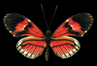 奇妙的动物星球:世界八大最美的蝴蝶