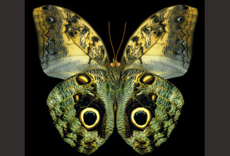 奇妙的动物星球:世界八大最美的蝴蝶
