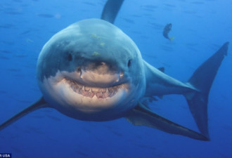 奇妙的动物世界:大白鲨竟也会&quot;咧嘴笑&quot;
