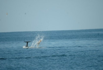 抓拍:野生海豚将水母当球踢的奇特瞬间