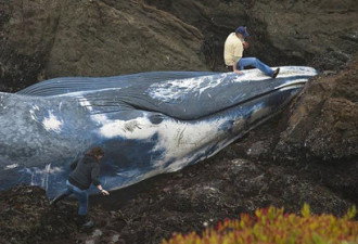 加州海岸现巨型蓝鲸尸体 疑被轮船撞死