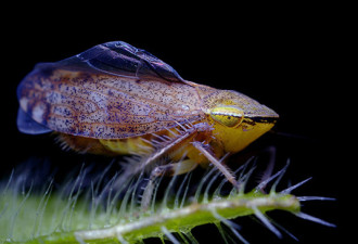 神奇昆虫的有趣照片:叶蝉似外星蝌蚪