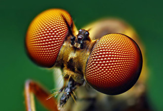 神奇昆虫的有趣照片:叶蝉似外星蝌蚪