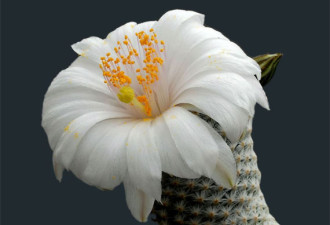 刺丛中的妩媚妖娆:奇美的仙人掌之花