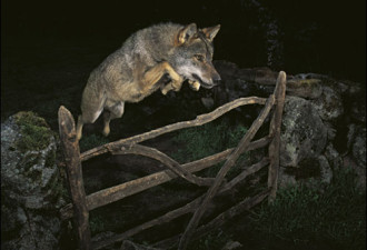 英国野生生物摄影奖图集:&quot;野狼&quot;称雄