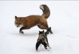 英国野生生物摄影奖图集:&quot;野狼&quot;称雄