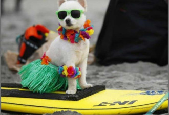 异域风情:妙趣横生的宠物狗狗冲浪比赛