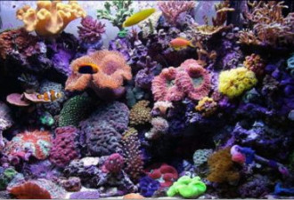 美得令人销魂:彩色的夏威夷海底世界