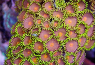 美得令人销魂:彩色的夏威夷海底世界