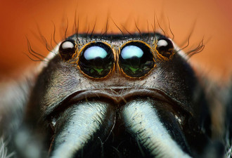 奇妙的动物世界:绚丽的昆虫微距照片