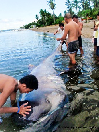 超罕见巨口鲨(图片提供：Elson Q. Aca/WWF-Philippines )