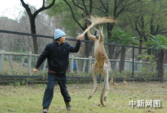 武汉动物园上演人与袋鼠&quot;搏击&quot;战