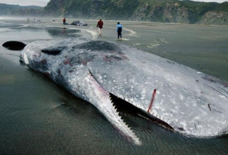 奇妙的动物星球:十大最恐怖的海洋生物