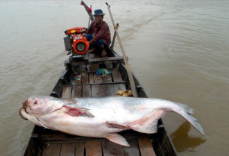 世界各地巨型淡水鱼 鲶鱼可重300公斤