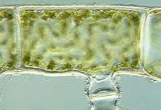 奇妙的动物星球:09最佳生物显微照片