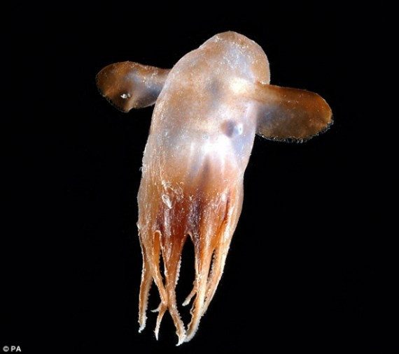 怪异的八足类动物Grimpoteuthis，因其用于游泳的“大耳朵”获得“Dumbo”这个昵称