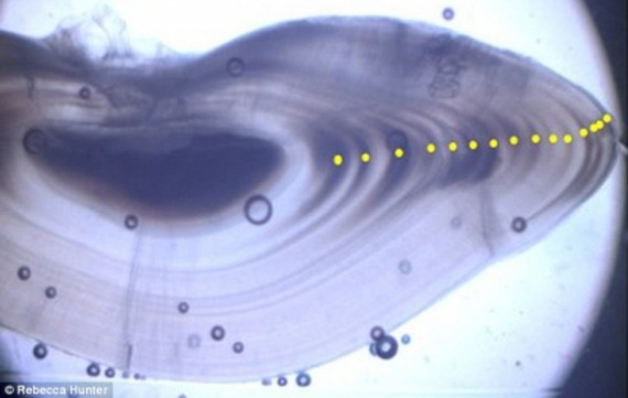 短须突吻鳕（Coryphaenoides brevibarbis）长有与树木类似的生长带，允许科学家计算其年龄。