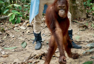 章子怡探秘热带雨林 与红毛猩猩玩耍