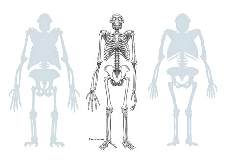 最古老人类祖先骨骼化石