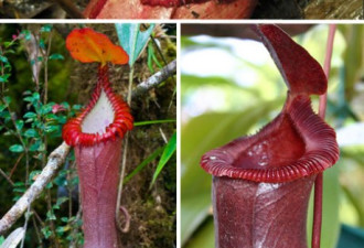 15最奇异珍稀植物：尸花释放腐烂臭味