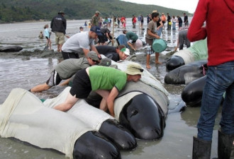 新西兰海滩120头巨头鲸集体搁浅死亡