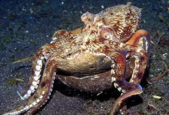 科学家发现章鱼会使用工具忍俊不禁