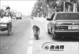 三亚最牛遛狗：坐轿车在马路上遛狗